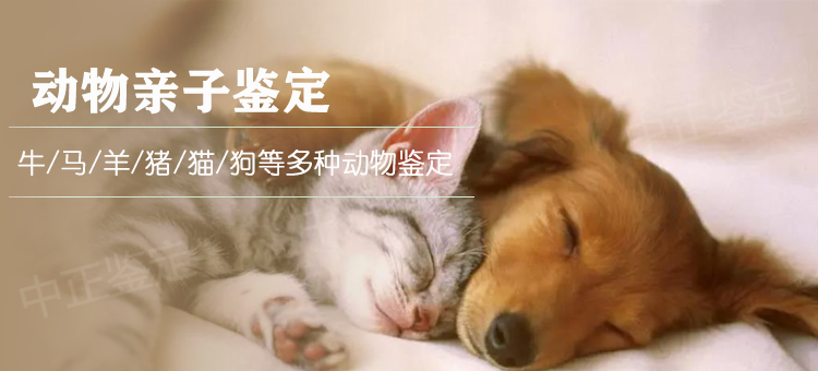 台州动物鉴定